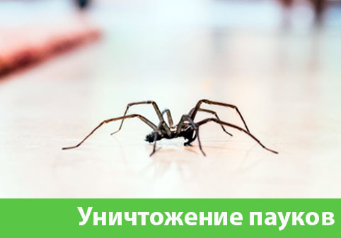 Избавиться от пауков в городе Ноябрьск