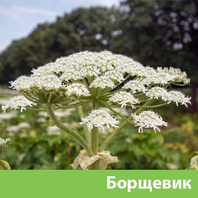 Борщевик в Ноябрьске
