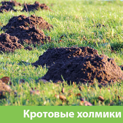Кроты на участке в Ноябрьске