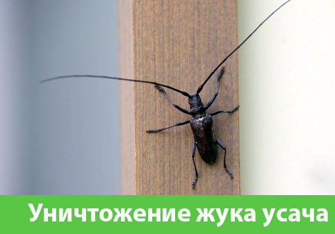 Обработка от жука усача в городе Ноябрьск
