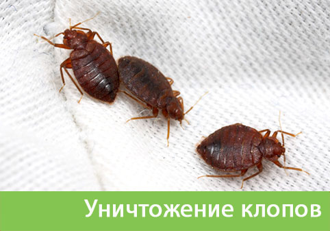 Уничтожение клопов в городе Ноябрьск