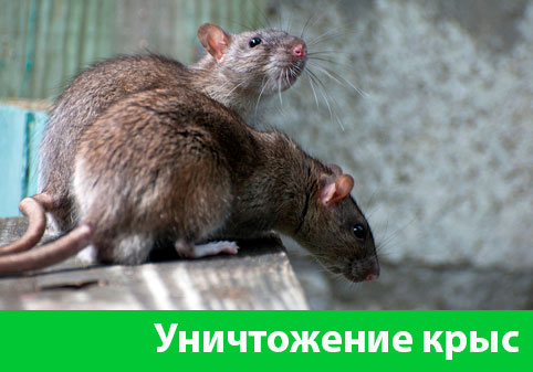 Уничтожение крыс в городе Ноябрьск