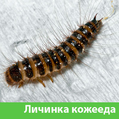 Личинка Кожееда в Ноябрьске