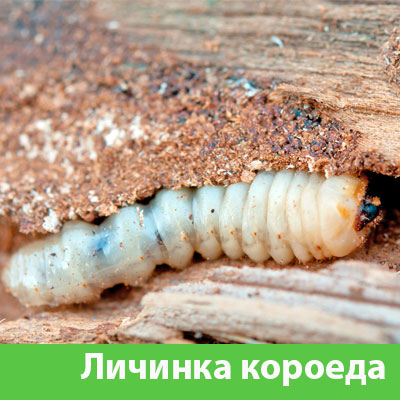 Уничтожение личинок короеда в Ноябрьске