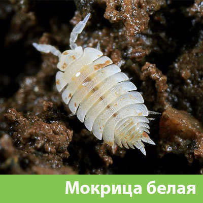 Мокрица в Ноябрьске фото