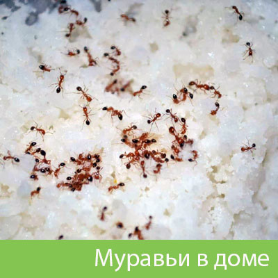 Муравьи в доме в Ноябрьске