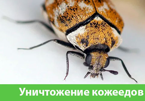 Обработка от кожееда в городе Ноябрьск 