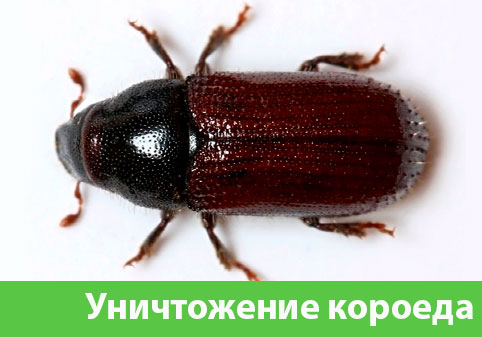 Обработка от древоточца в городе Ноябрьск