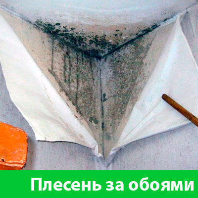 Удаление плесени в Ноябрьске
