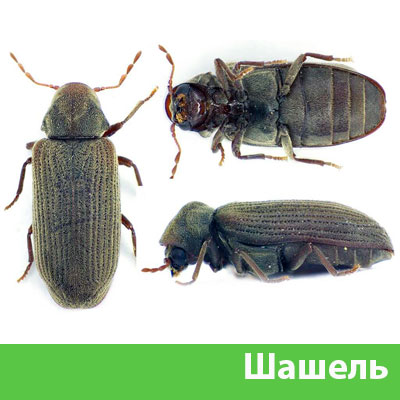 Обработка от шашеля в городе Ноябрьск