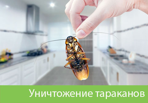 Уничтожение тараканов в городе Ноябрьск