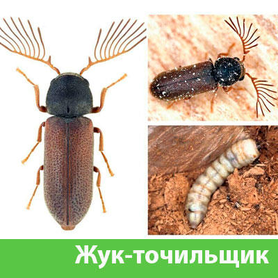 Уничтожение точильщика и личинок в Ноябрьске