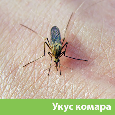 Укусы комаров в Ноябрьске
