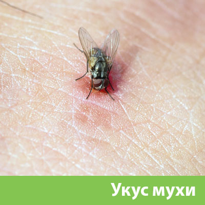 Уничтожение мух в Ноябрьске