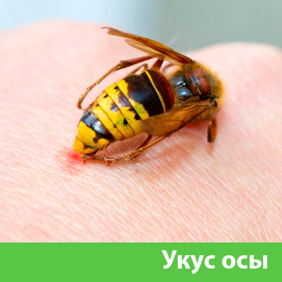Профессиональное уничтожение ос и шершней в Ноябрьске