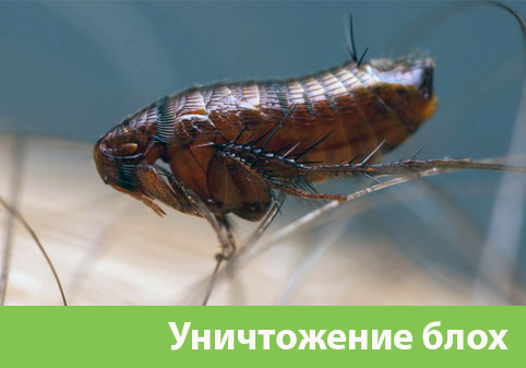 Уничтожение блох в городе Ноябрьск