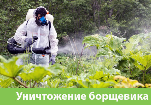 Уничтожение Борщевика в городе Ноябрьск
