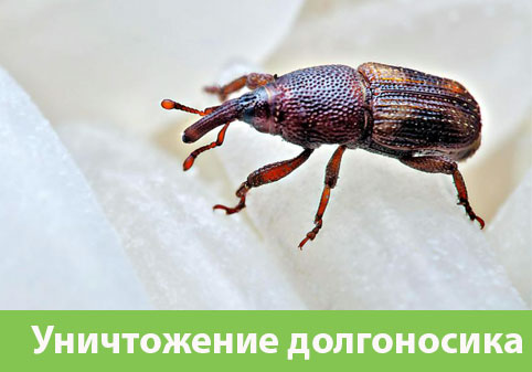 Уничтожение долгоносиков в городе Ноябрьск