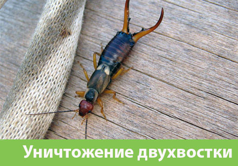 Уничтожение двухвостки в городе Ноябрьск