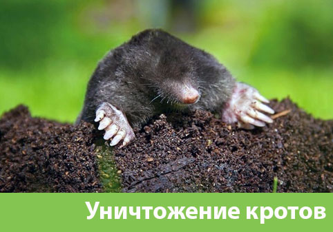 Уничтожение кротов в городе Ноябрьск