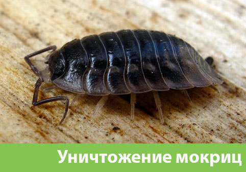 Мокрицы в квартире в городе Ноябрьск