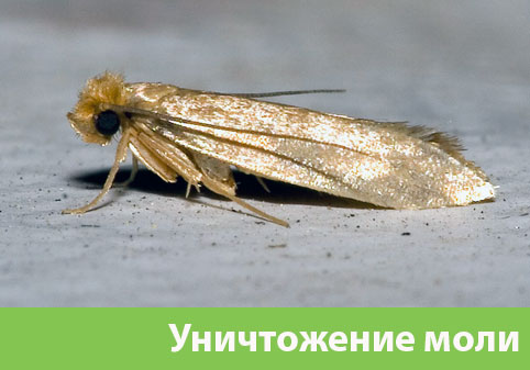 Уничтожение моли в городе Ноябрьск 
