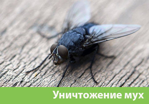Уничтожение мух в городе Ноябрьск