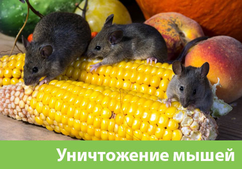 Уничтожение мышей в Ноябрьске