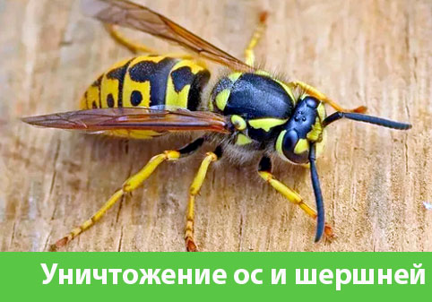 Уничтожение ос и шершней в городе Ноябрьск