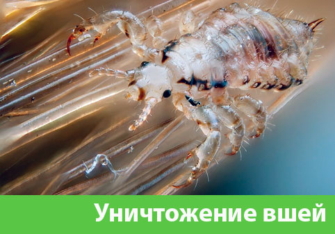 Уничтожение вшей в городе Ноябрьск